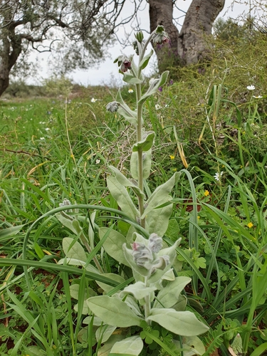 Cynoglossum columnae, photograph 6