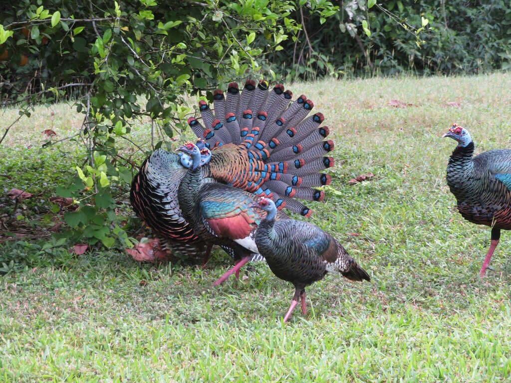 Ocellated Turkey