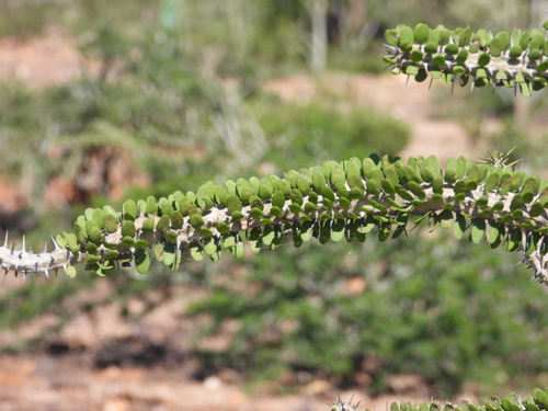Alluaudia procera