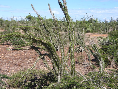 Alluaudia procera