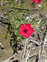 Linum grandiflorum