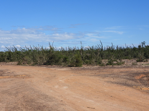 Alluaudia procera