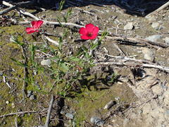 Linum grandiflorum