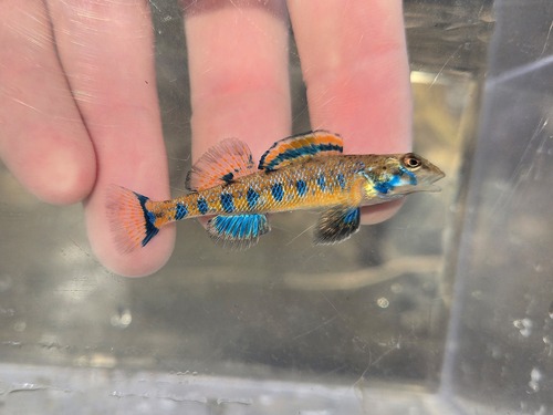 Etheostoma jessiae (Jordan & Brayton, 1878)