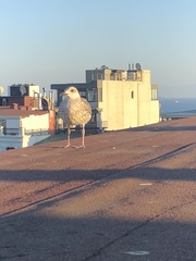 Larus michahellis