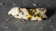 Ponometia candefacta