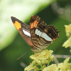 Adelpha iphicleola iphicleola