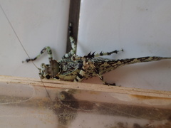 Trachyzulpha formosana