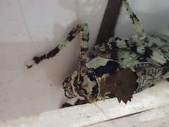 Trachyzulpha formosana