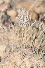 Limonium ruizii