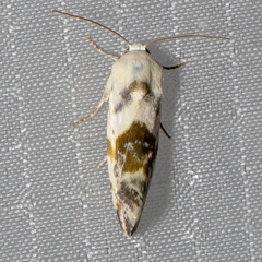 Ponometia candefacta