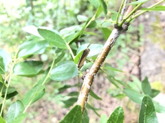 Oncocera semirubella