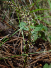 Tamayorkis ehrenbergii