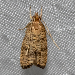 Psilocorsis quercicella