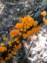 Favolaschia calocera