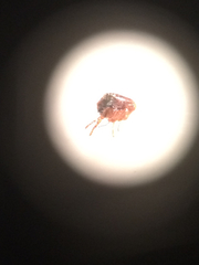 Pulicidae