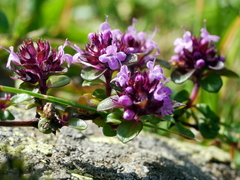 Thymus praecox polytrichus