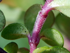Thymus praecox polytrichus