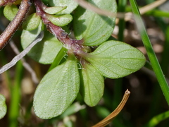 Thymus praecox polytrichus
