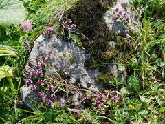 Thymus praecox polytrichus