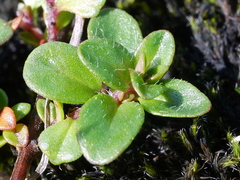 Thymus praecox polytrichus