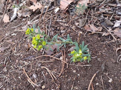 Cypress spurge (Euphorbia cyparissias)