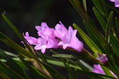 Isochilus unilateralis