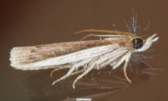 Peoria roseotinctella