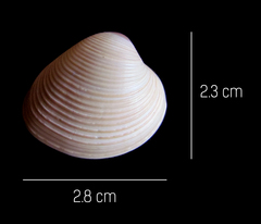 Lamelliconcha vinacea