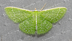 Synchlora aerata