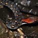 Blossom Krait - Photo (c) Shanelle Wikramanayake, some rights reserved (CC BY-NC), uploaded by Shanelle Wikramanayake