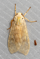 Halysidota tessellaris