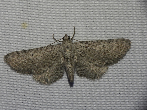 Eupithecia zygadeniata photo 3