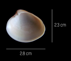 Lamelliconcha vinacea