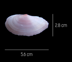 Eurytellina simulans