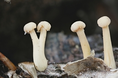 Cudonia lutea