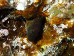 Microlipophrys canevae