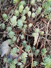 Petrosedum sediforme
