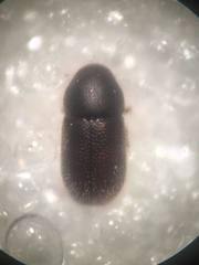 Ropalodontus perforatus