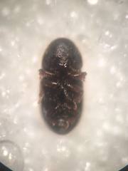 Ropalodontus perforatus
