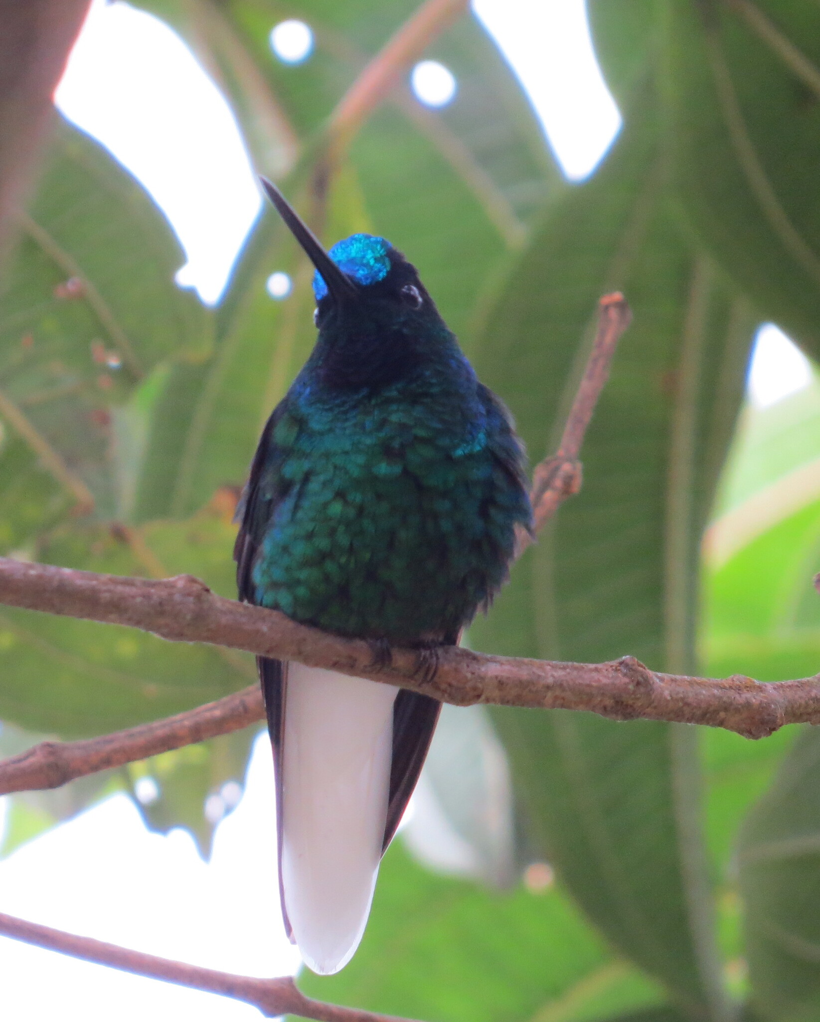 White-tailed Starfrontlet (Coeligena phalerata), photo 10