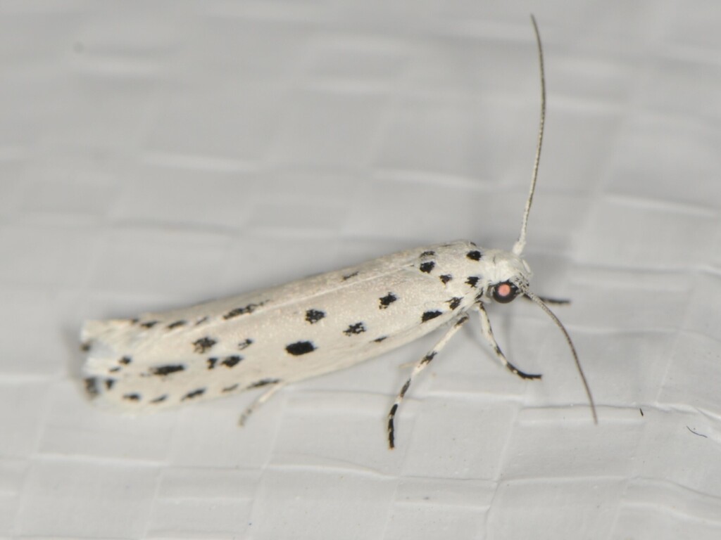 Ethmia apicipunctella