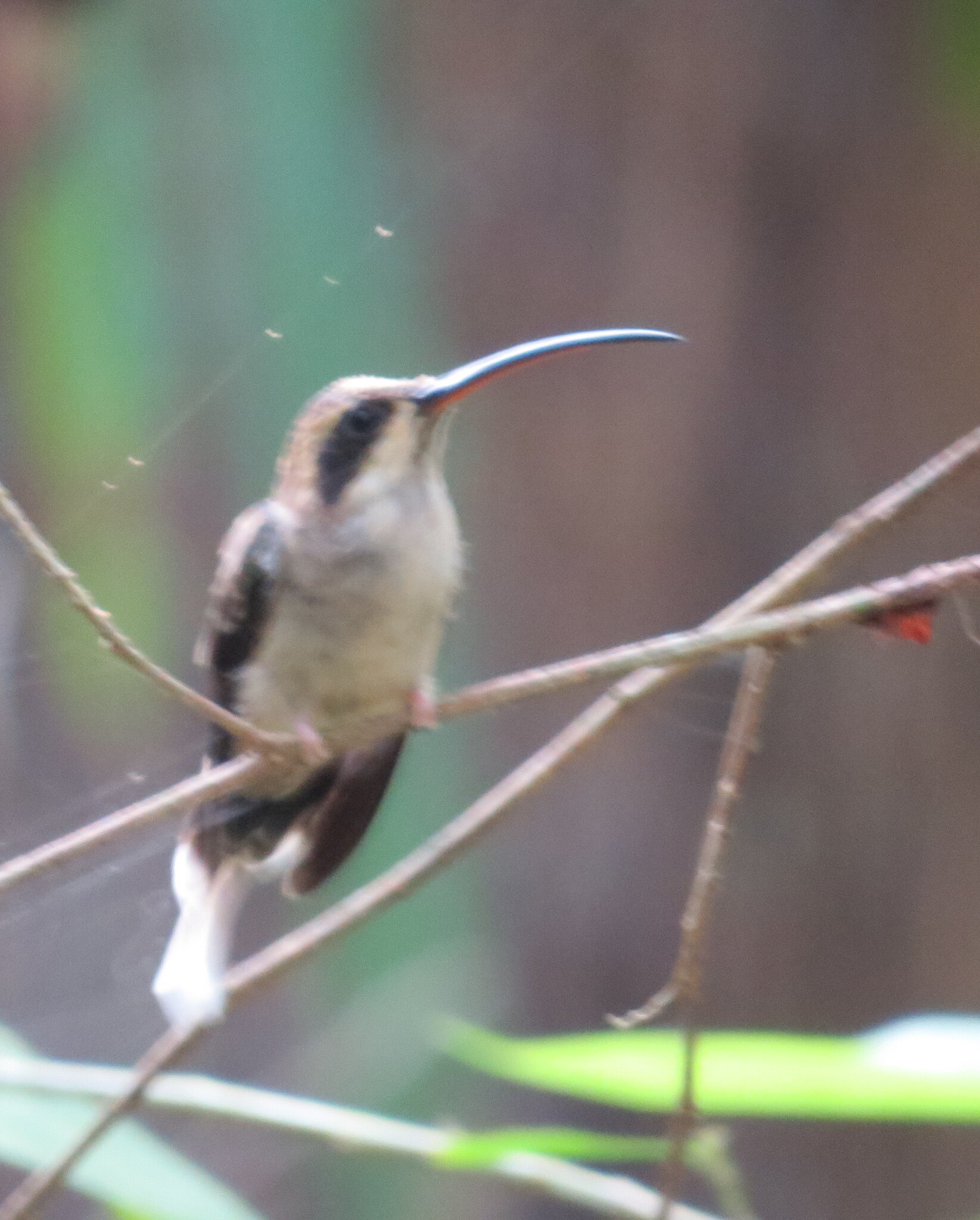 Pale-bellied Hermit (Phaethornis anthophilus), photo 9