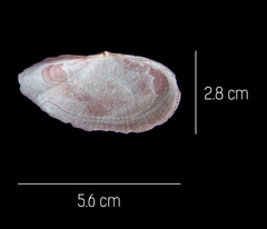 Eurytellina simulans