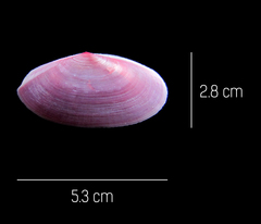 Eurytellina simulans