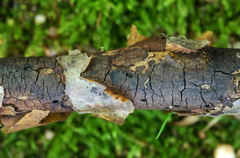 Diatrype decorticata