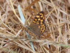 Pararge aegeria tircis