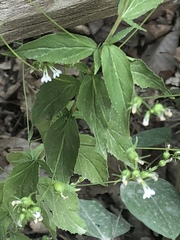 Lobelia inflata