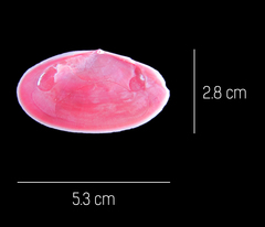 Eurytellina simulans
