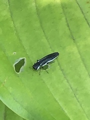 Agrilus bilineatus